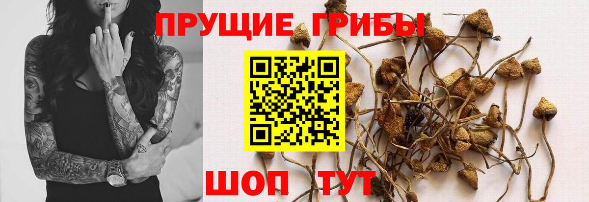 Сафоново  Псилоцибиновые грибы MAGIC MUSHROOMS  купить наркотики цена  Вход с VPN 